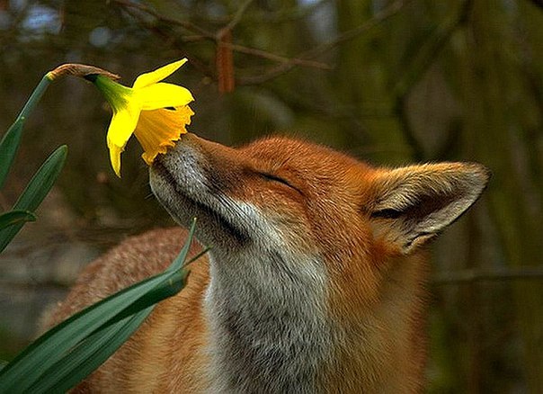 У животных есть разум и душа...