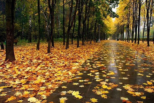 Люблю в осень...