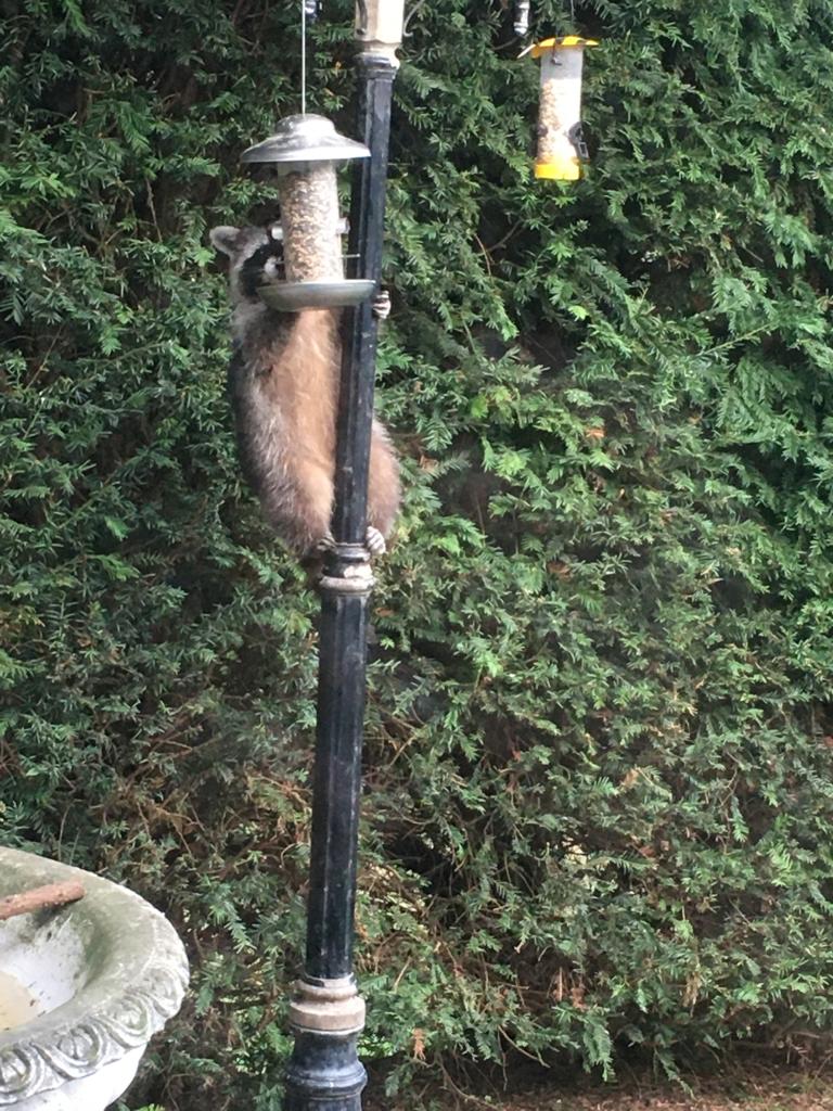 Глас разочарования