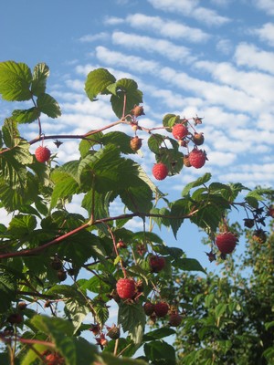 Малиновый рай на Земле