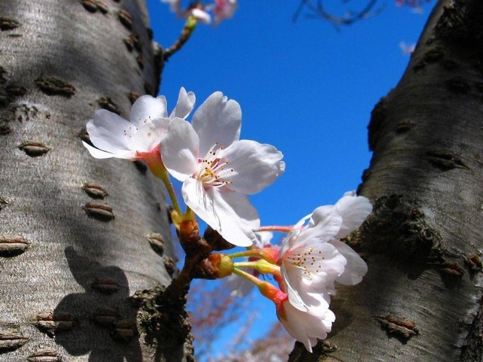 Я жду тебя весна...