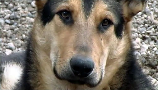 Чаку... Он был хорошим псом...