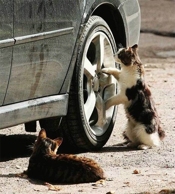 Мурка, нам дадут! юмор о животных