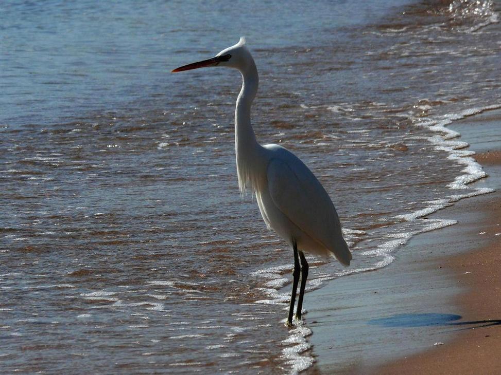 Тоска по Родине