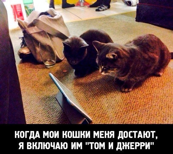 Если тебя коты достали...