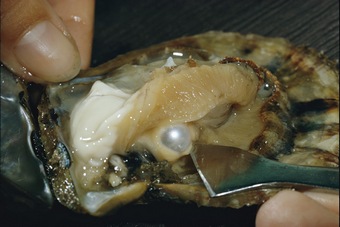 Аль жемчуг мелок?