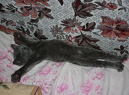 Лежу, балдею, ушли печали...