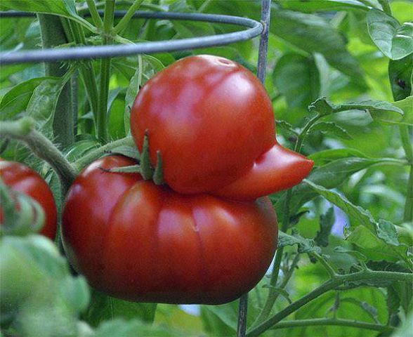 Вот такая уточка в теплице у меня...