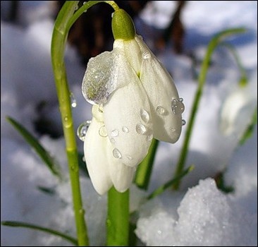 Подснежник