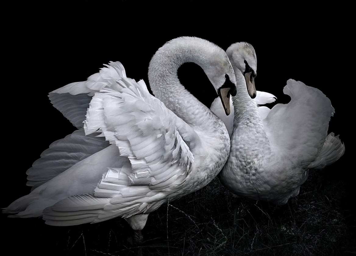 Верность месяц. Белый лебедь. Лебеди (птицы). Красивые лебеди. Пара лебедей.