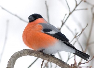 У меня есть друг Павлуша