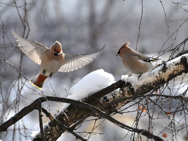 Свиристель