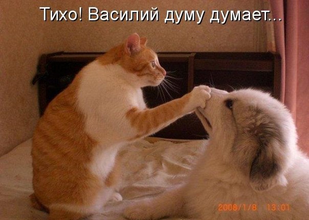 Тебе, Шарик, лишь бы покричать...