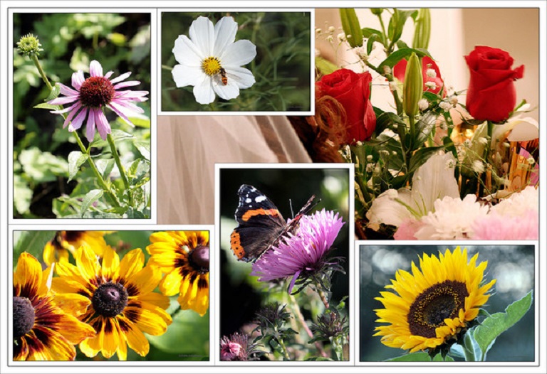 Проект Гороскопы - 7 тур - Цветы