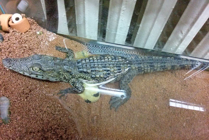 Гена Гражданский