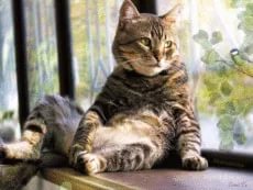 Не будь я мартовскою кошкой