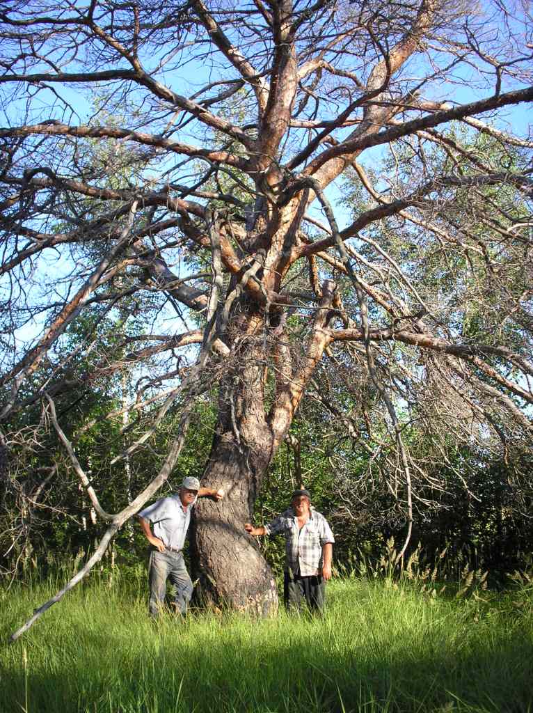 Дерево жизни