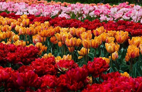 Тюльпаны во дворе