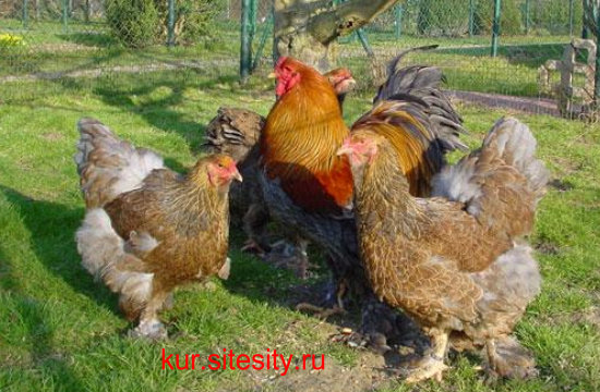 Купить Цыплят Породы Брама В Краснодарском Крае