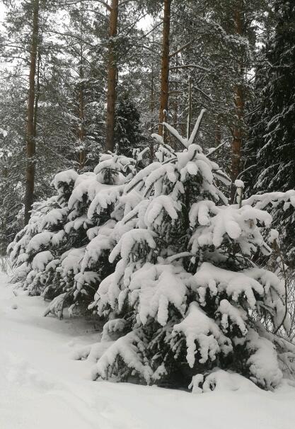 Зима совсем не злится... Детям, Юле и Родиону посв
