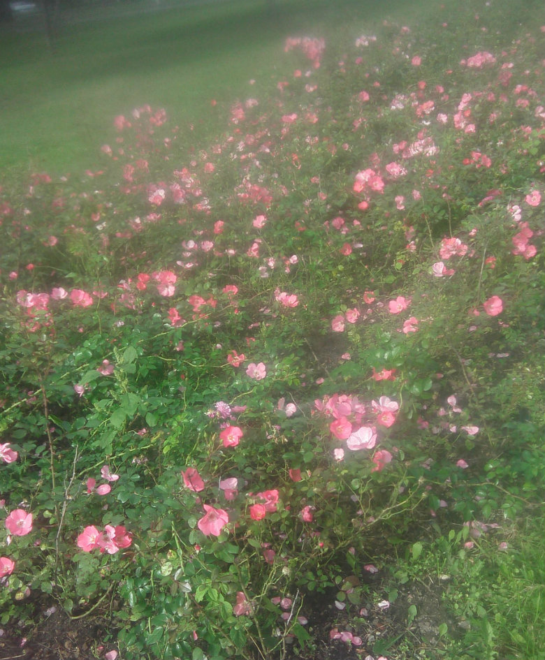 По-честному...