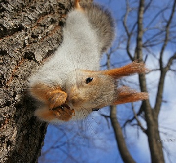 Беличьи портреты Белочка йог