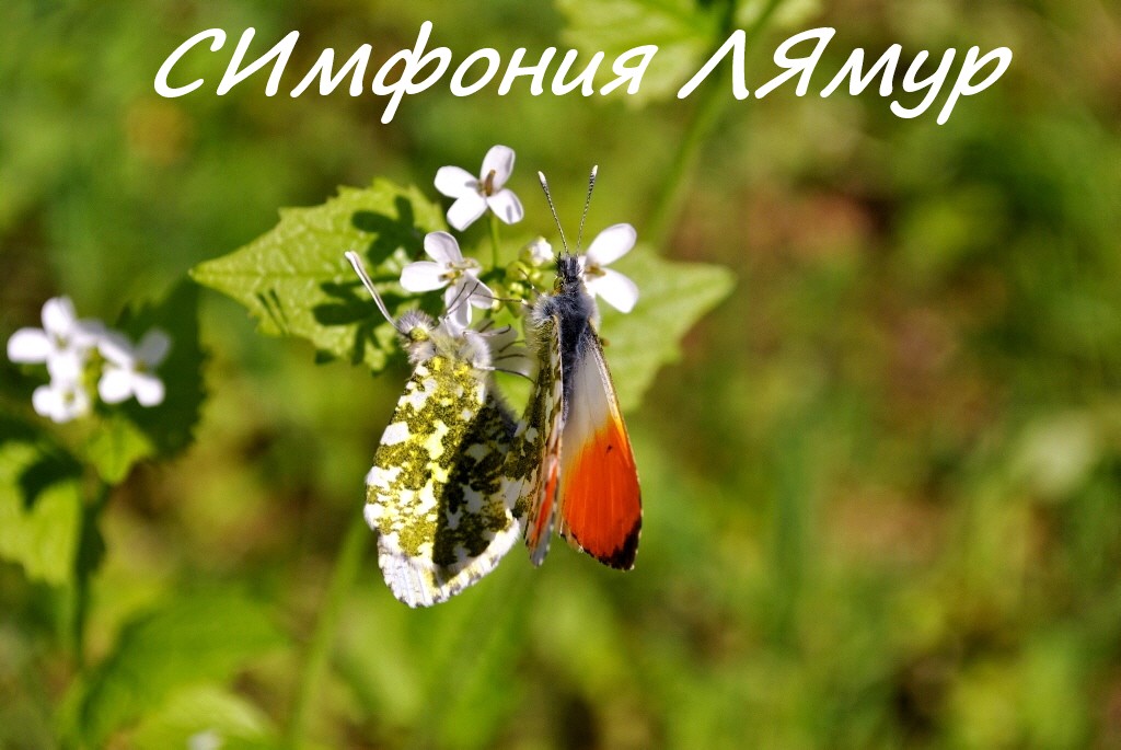 Симфония Весны