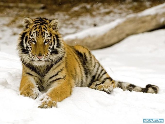 Полосатое совершенство