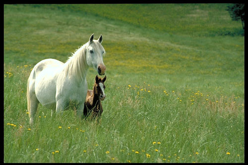 Я России покой стерегу!