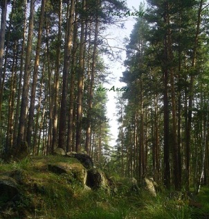 Задание 3. Рыцарский ТурнирVIII