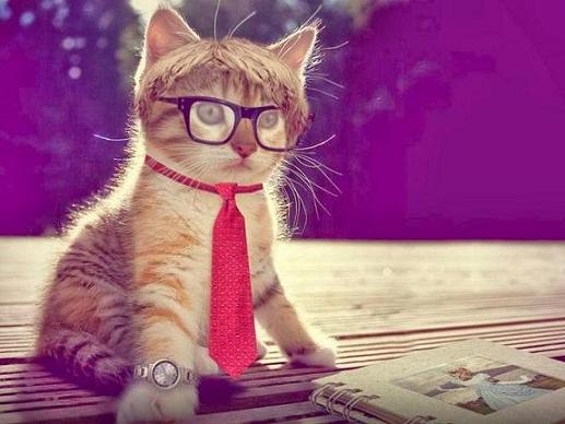 Молчали бы, заморские коты! Гражданская ремарка