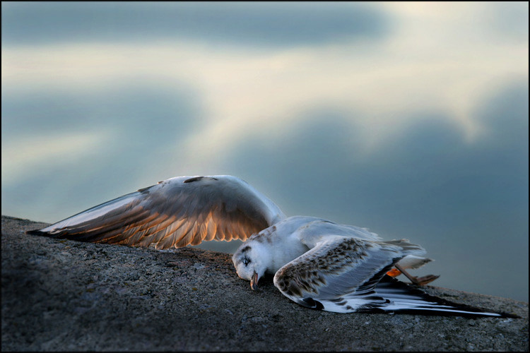 Птичья смерть