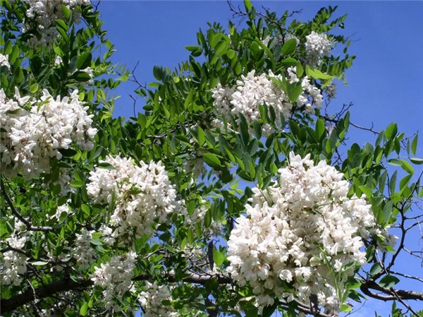 Акации белой гроздья