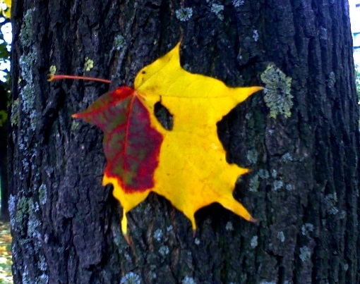 Осенью 2013 все ждали, когда же будет бабье лето..