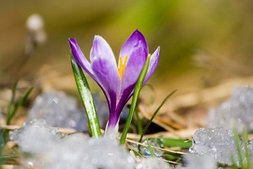 Весны подснежник