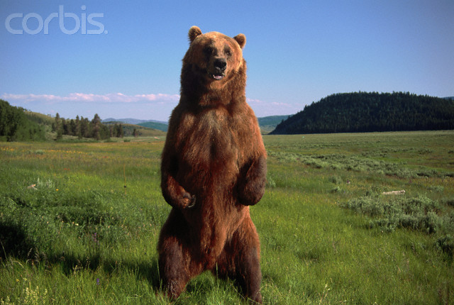 Бэллада - В поисках страстного поцелуя