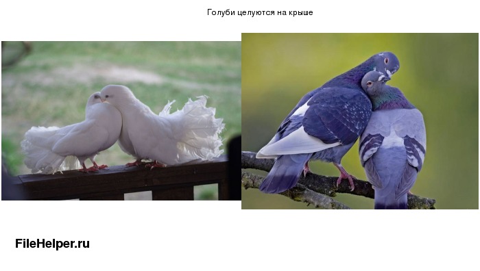 голубь сизарь. птицы воркуют. пара голубей на крыше. голуби воркуют.