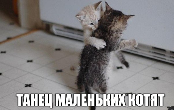 Посмотрите на маленьких котят...