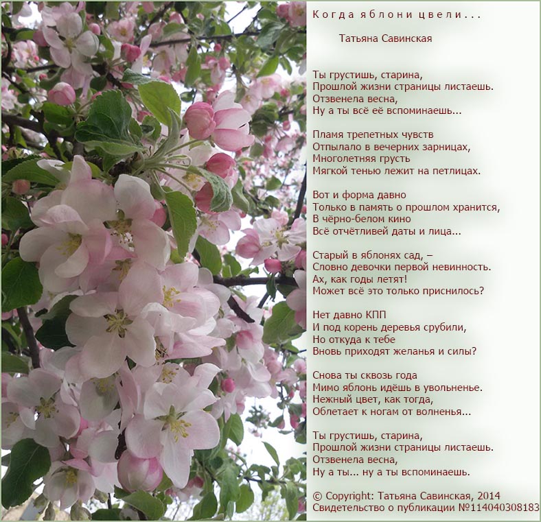 Песня вишня алая спелая текст. Стихи о цветущей яблоне. Стихотворение про яблоню в цвету. Стихи про Яблоневый цвет. Стихи классиков о цветущих яблонях.
