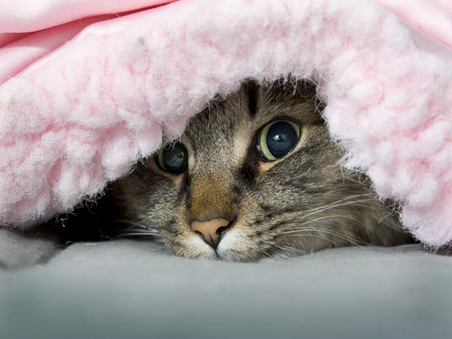 Бой с братом меньшим...