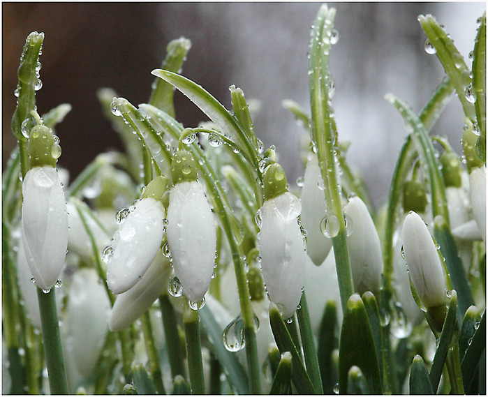 Утро слякоти и слёз капели...