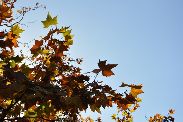 Люблю твою златую россыпь. Последнее цветение года