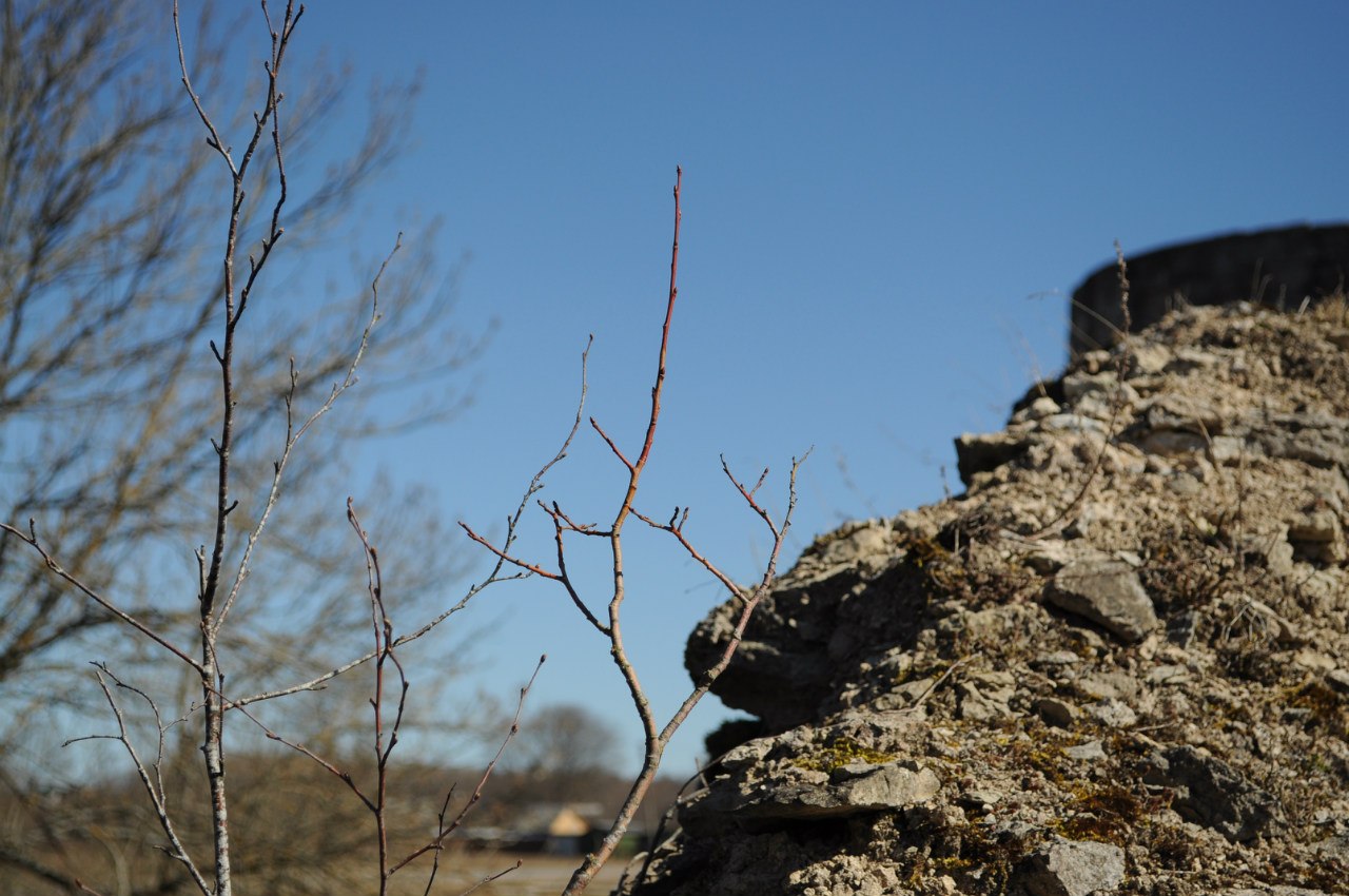 Вечером - виски, наутро - чай...