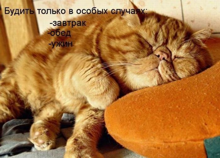 Увековечен