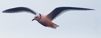 Розовая чайка