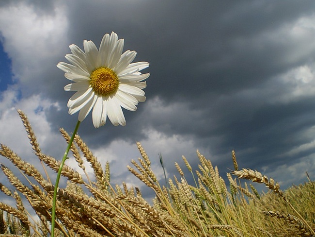 Моя душа Ромашкою зовется