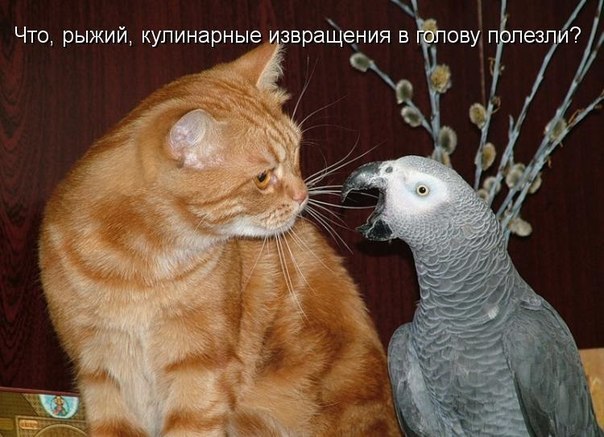 Целый день попугай болтал...