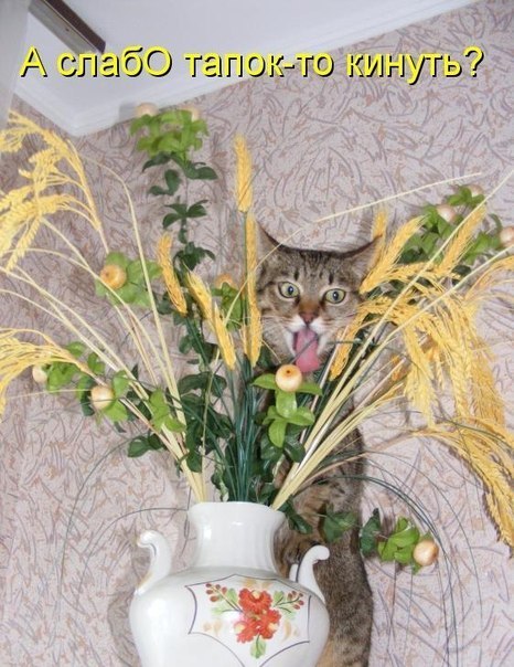 Кот у нас любитель лазать по верхам...