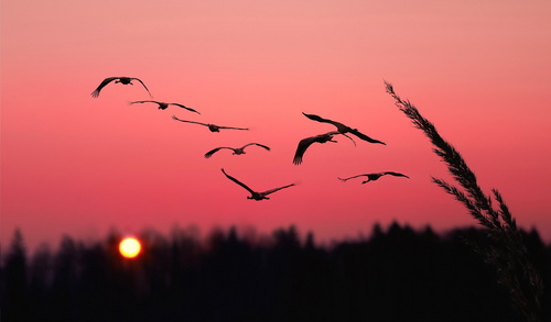 Отпускаем из сердца синиц