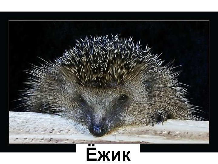 Про Ежика